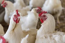 Snowwhite Chickens